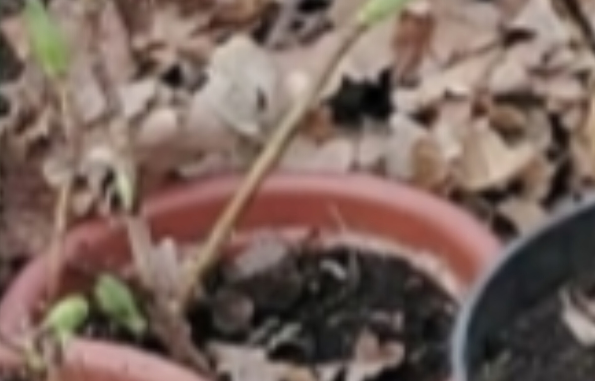 Почки живые и верховые и нижние. Крупнолистные гортензии. Фото автора.