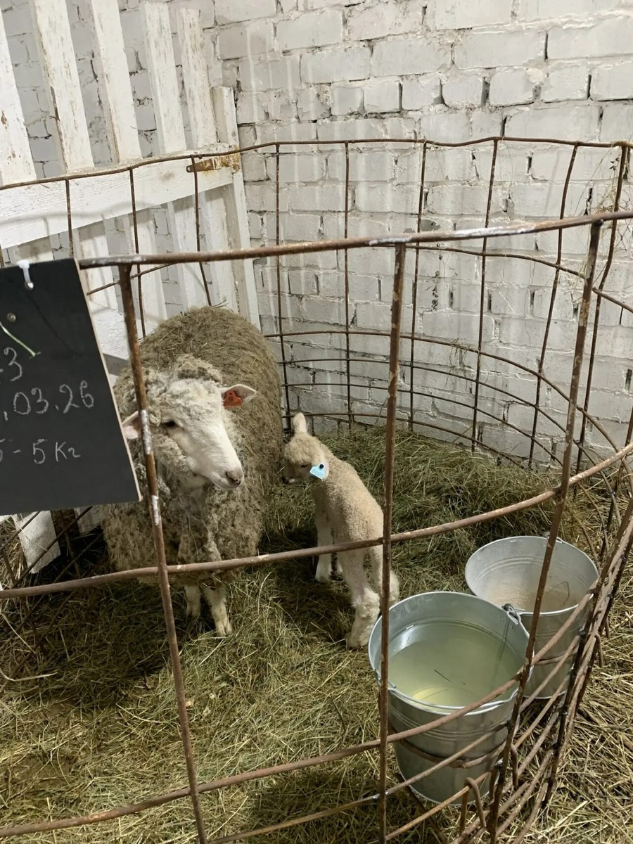    Фото: Минсельхоз РК