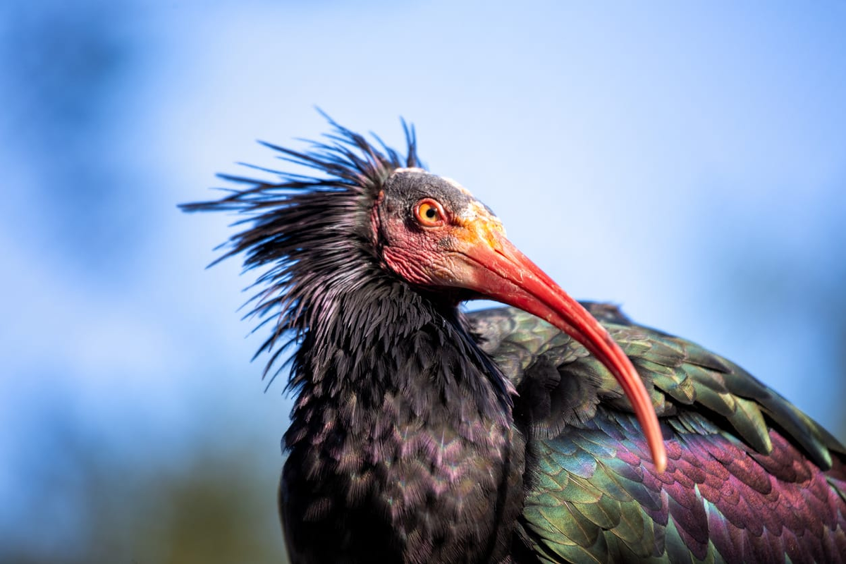 Лысый ибис (Источник изображения: https://www.istockphoto.com/de/foto/waldrapp-im-freien-gm1889642415-553829243)
