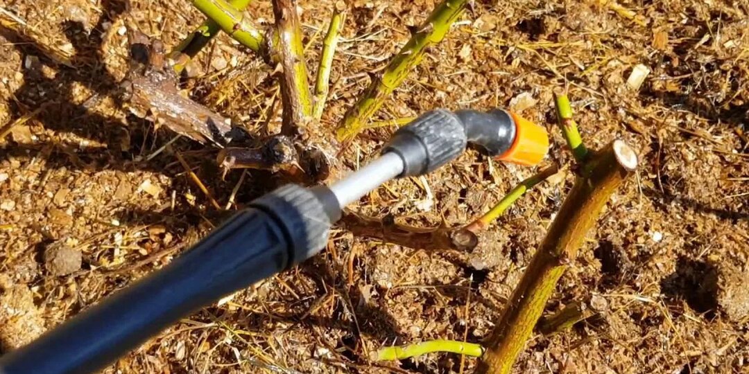 Обработка роз в апреле от вредителей и болезней - правила, препараты, дозировки