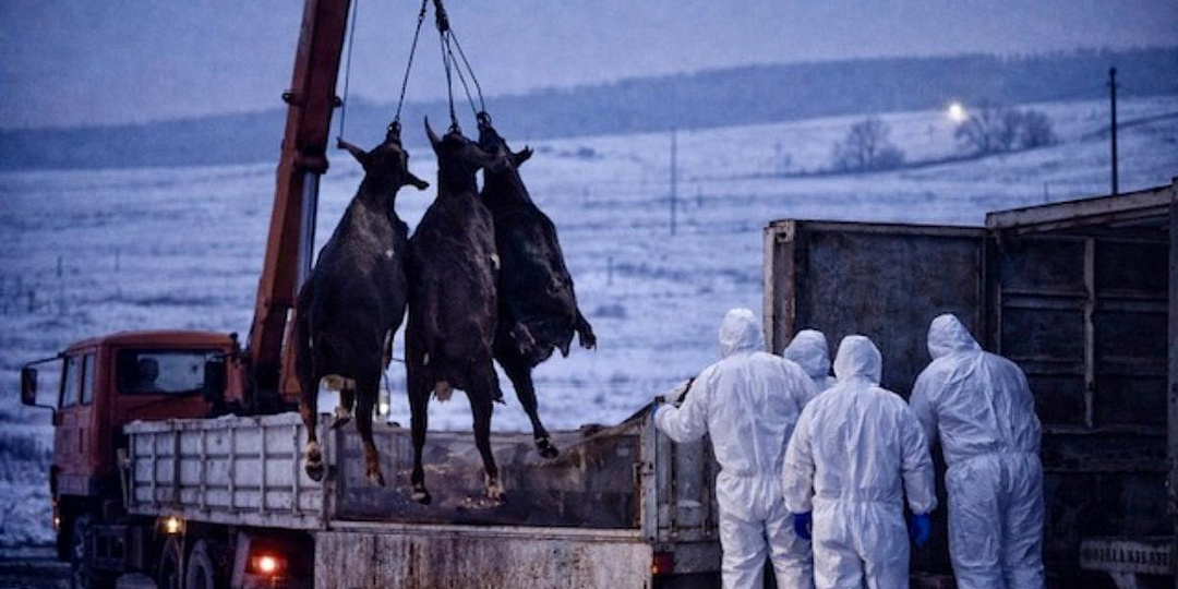 Почему в Сибири массово уничтожают скот