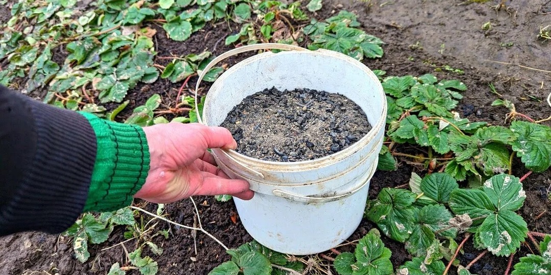 В апреле припудриваю кусты клубники таким порошком. Ягоды получается много вредитель пропадает.