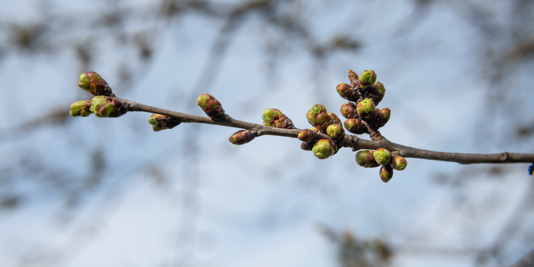 5 ошибок при первой весенней обработке сада, из-за которых опрыскивание не работает