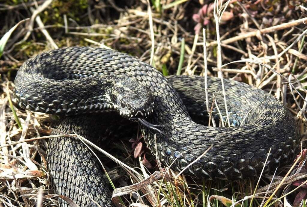    Фото из соцсетей Центрально-Черноземного государственного природного биосферного заповедника имени профессора В. В. Алехина