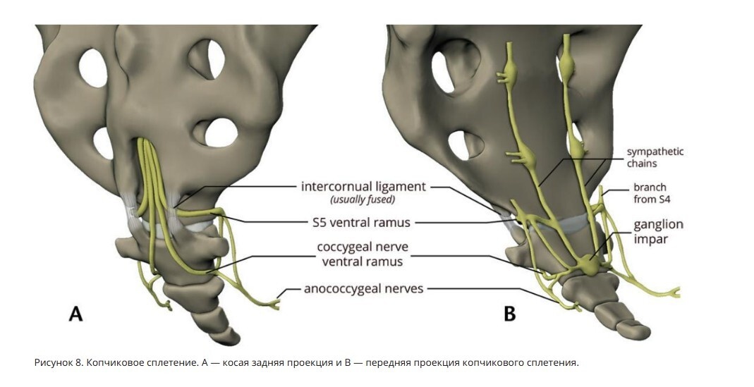 Копчиковое сплетение