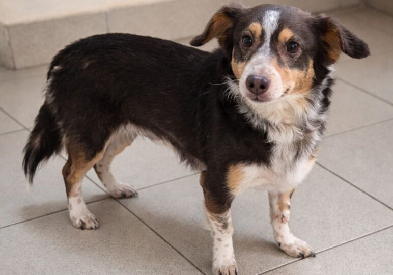 «Фауна города» ищет дом для пса Гарика