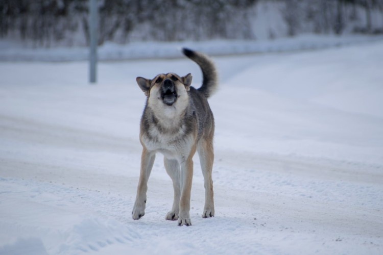 За выстрел в собаку житель Ангарска может получить три года тюрьмы