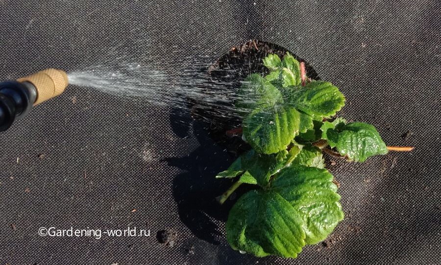 🍓Чем обработать клубнику весной? 3 шага, 7 правил и полная таблица средств