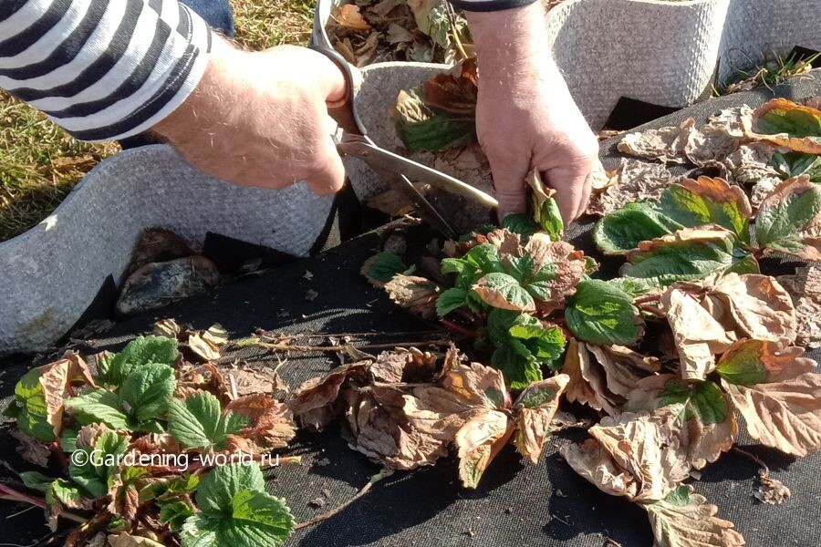 Начинаю обрезку и потом обработку клубники, когда среднесуточная температура воздуха устойчиво держится на уровне +8...+10 °C в течение нескольких дней.
