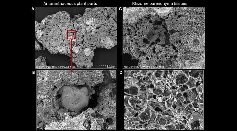   Lara González Carretero et al. / PLoS ONE, 2026