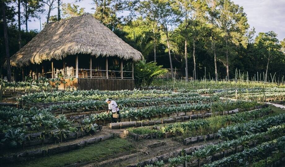 Как выглядит отель в Белизе, который открыл Фрэнсис Коппола