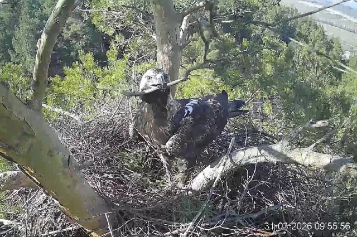    Белогор подновляет гнездо.