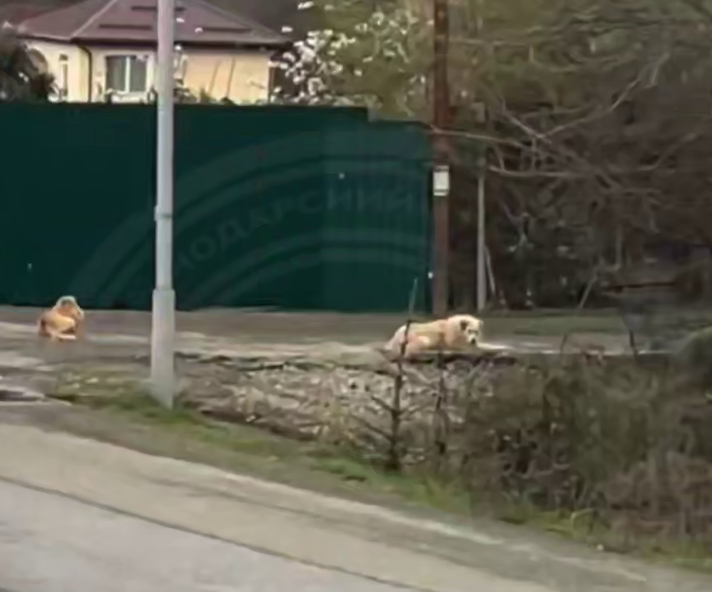    Фото: Telegram/ТИПИЧНЫЙ СОЧИ