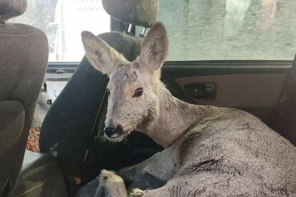    Фото: "КП-Кемерово"