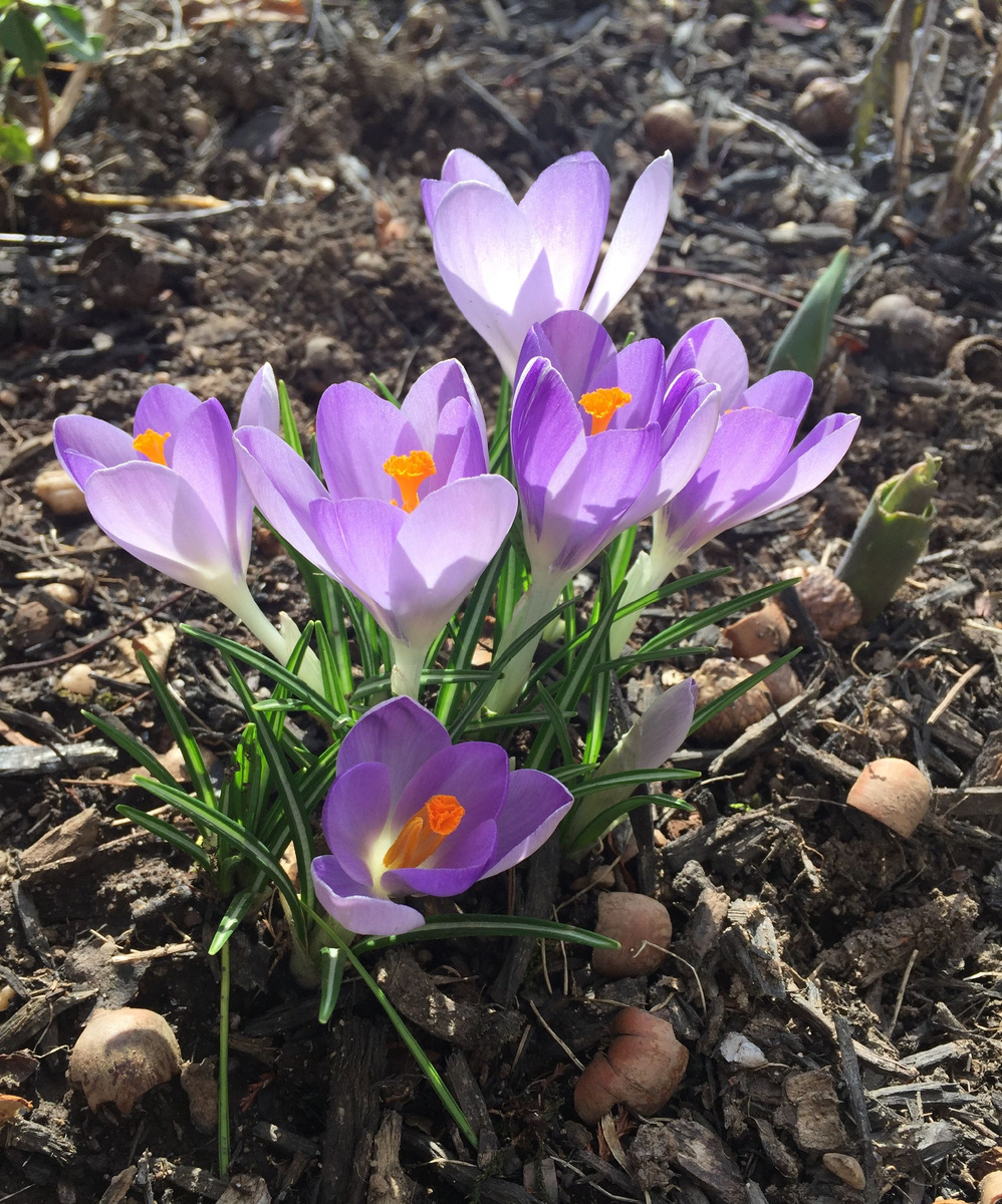 Крокусы