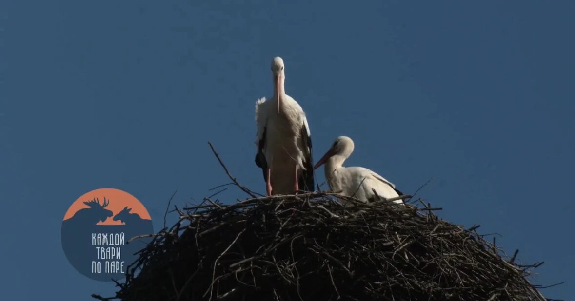    Фото: стоп-кадр из видео биолога Павла Глазкова в канале в Макс «Каждой твари по паре».