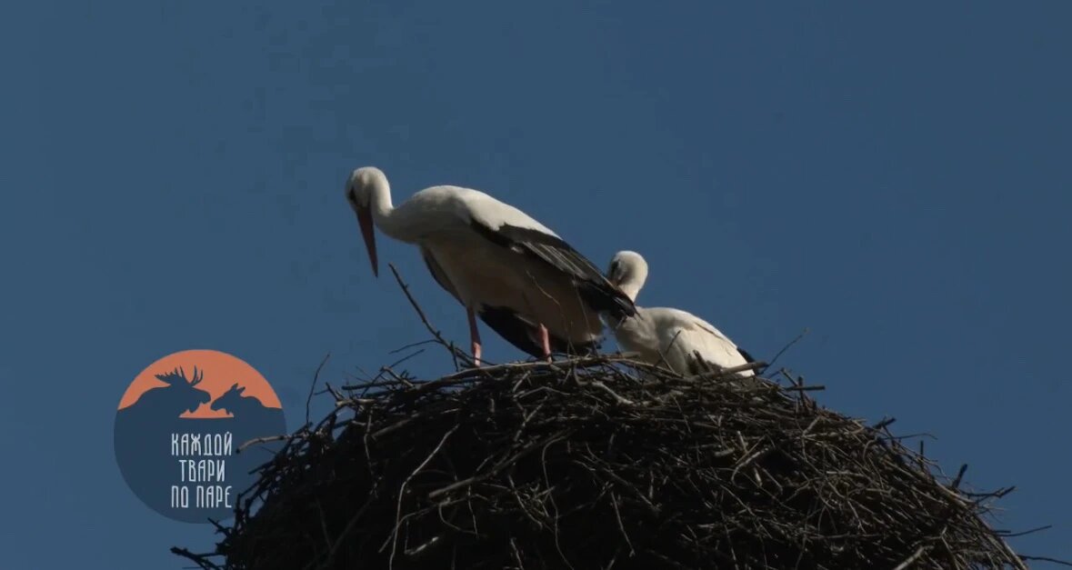    Фото: стоп-кадр из видео биолога Павла Глазкова в канале в Макс «Каждой твари по паре».