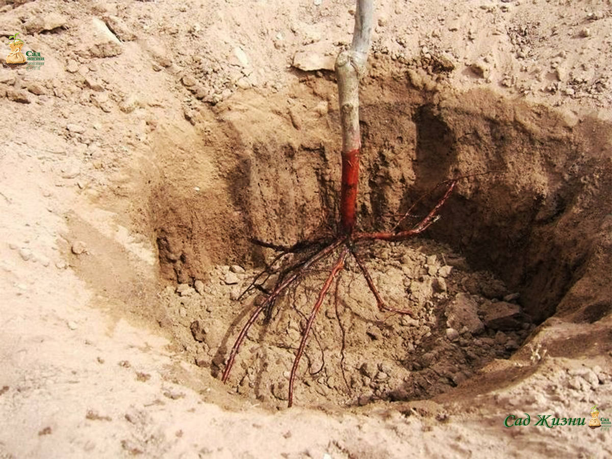 Корни не должны быть «комком»: их расправляют перед посадкой