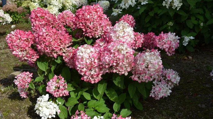    Фото: t.me/shelest_sn