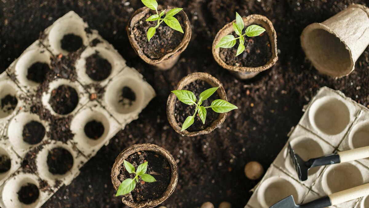 Фото: freepik.com