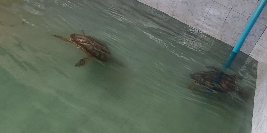 Остров черепах в Тайланде