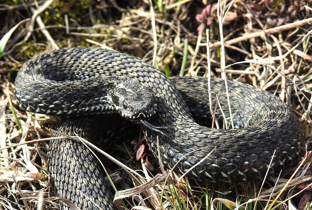 Фото: минприроды Курской области