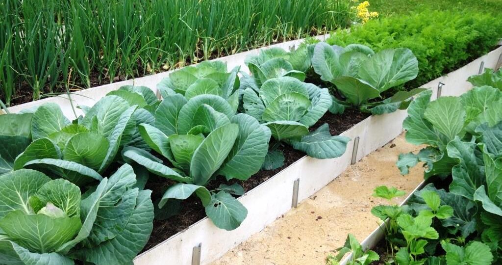 Капуста: лучшая рассада получается в теплице