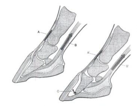 Рис. 1 Ротация копытной кости. Из Ted S. Stashak Adams` lameness in the horses