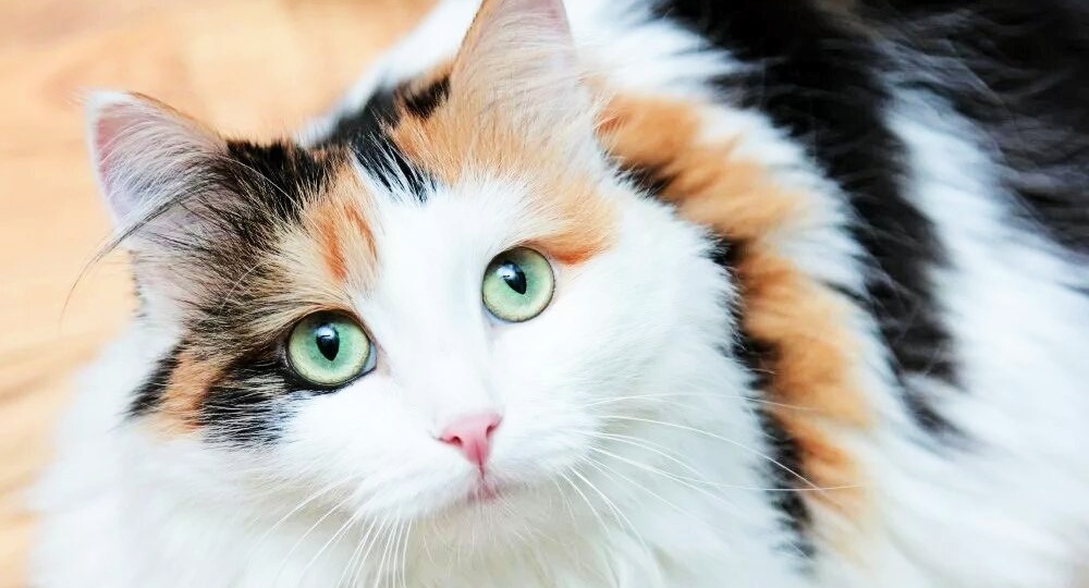 Потеряла себя