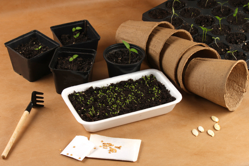 Рассада томатов и перцев в торфяных горшочках и кассетах