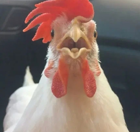 Курица - птица не гордая