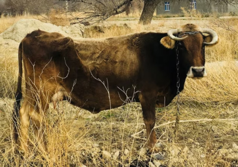 Фото Azathabar.com (RFE/RL)