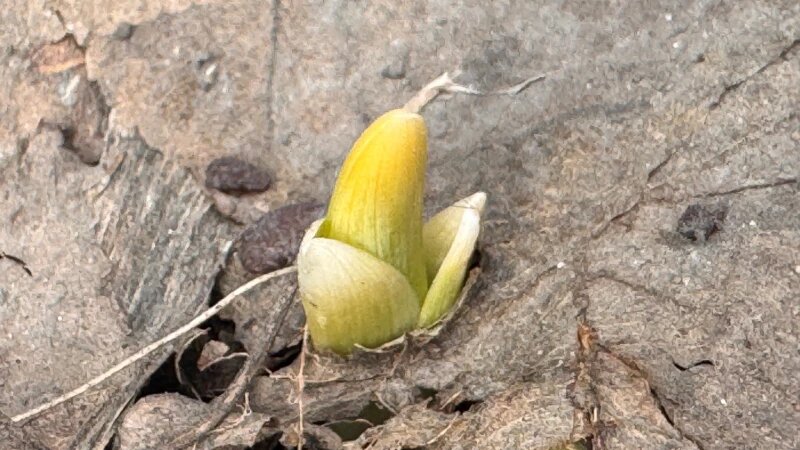     Первые цветы просыпаются в Барнауле. Екатерина Карзова