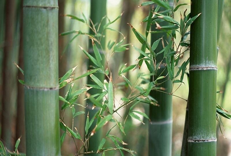 Бамбук в саду: польза, о которой, я узнал от знакомого агронома-международника