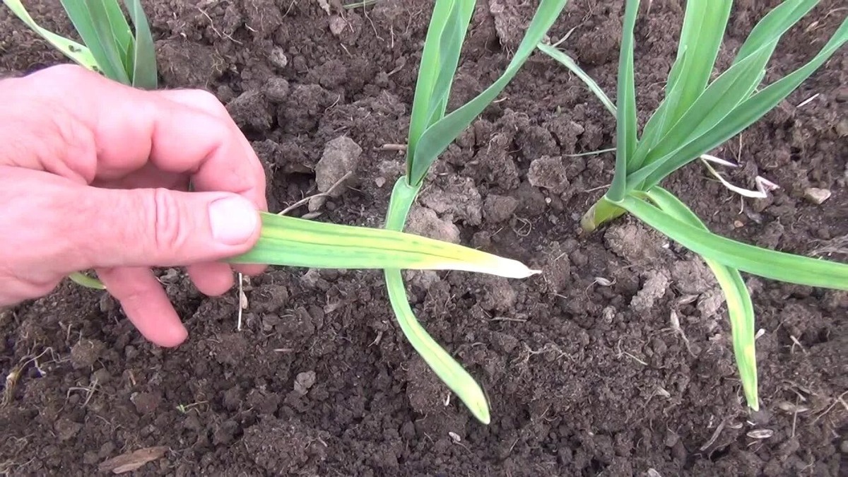 Признаки нехватки азота