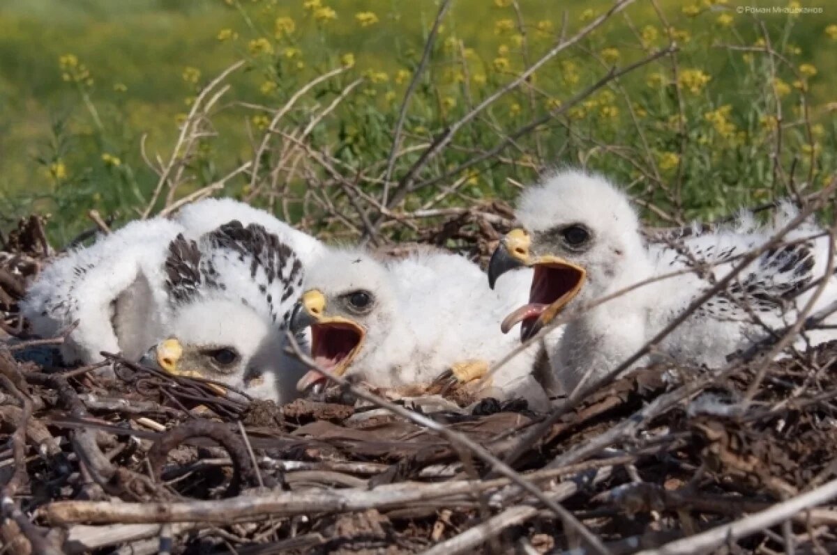    В астраханском заказнике «Степной» спасают журавлей и орлов от пожаров