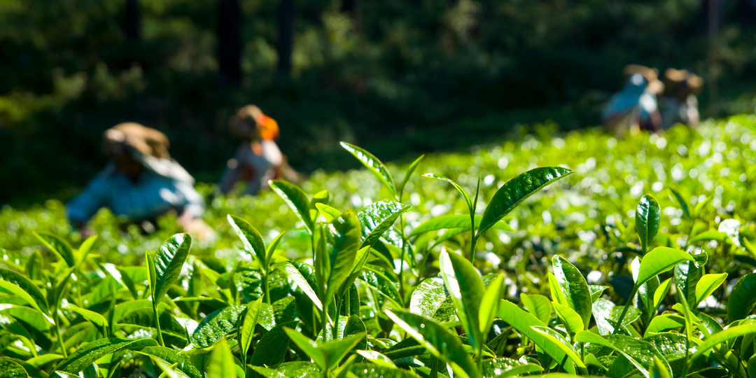 Новые данные: Чайные плантации как ключевые поглотители углерода.