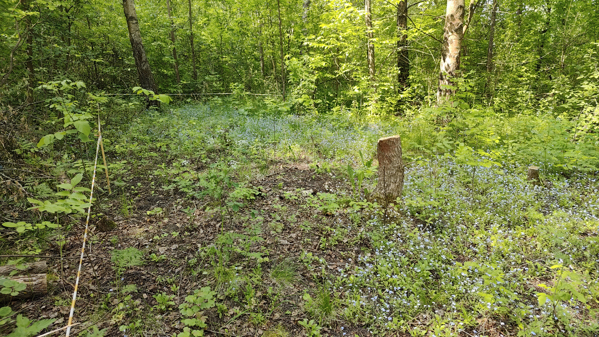 Участок в процессе освоения