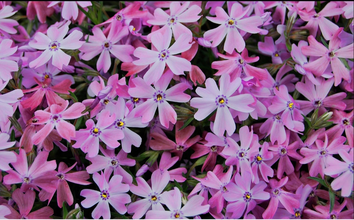 Изображение флоксов. Источник: Википедия 