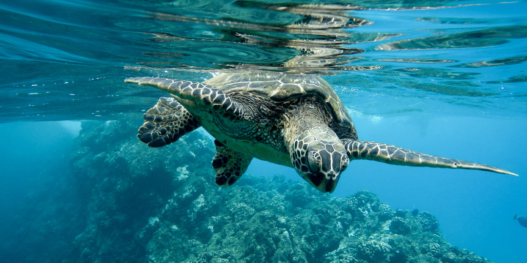 Глубинные метаморфозы морских биосфер: климатические сдвиги меняют химию океана