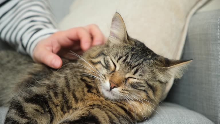 😻 Что происходит с вашим организмом, когда вы гладите кошку