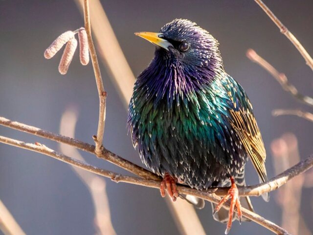    Фото: пресс-служба департамента природопользования и охраны окружающей среды города Москвы