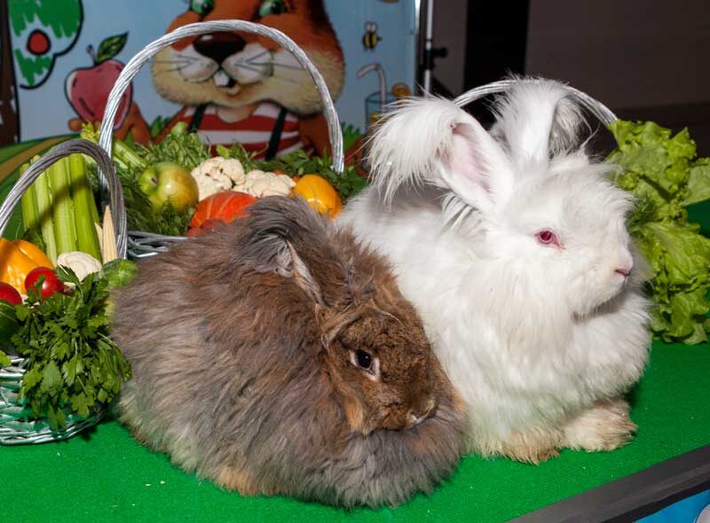 кролики породы "немецкая ангора"