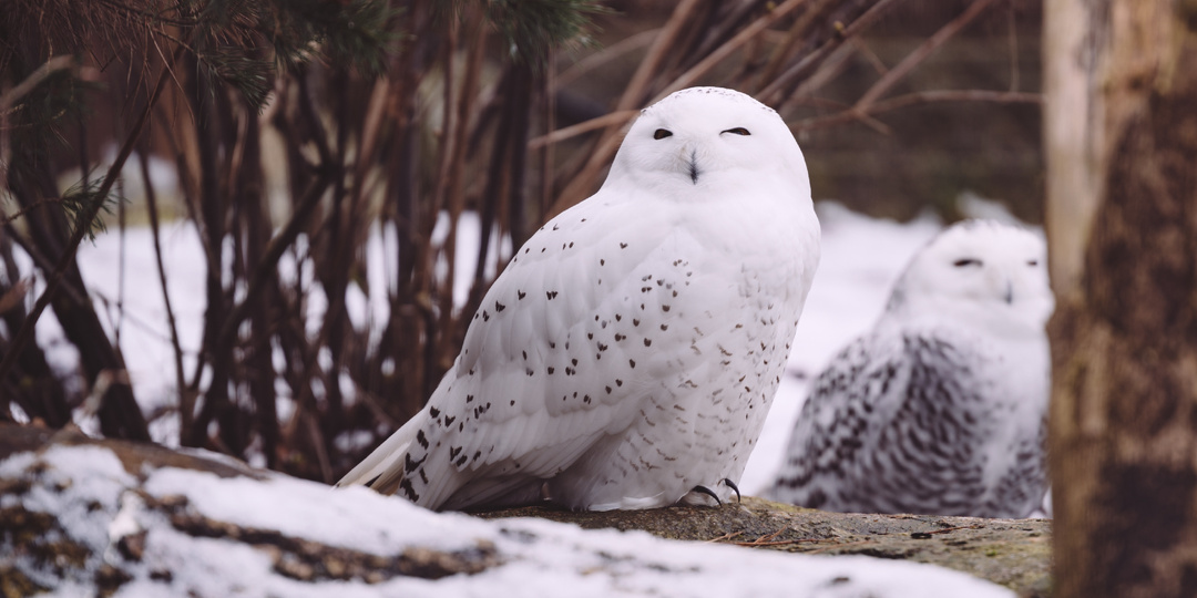 Новая эра защиты: 40 мигрирующих видов получили международную охрану