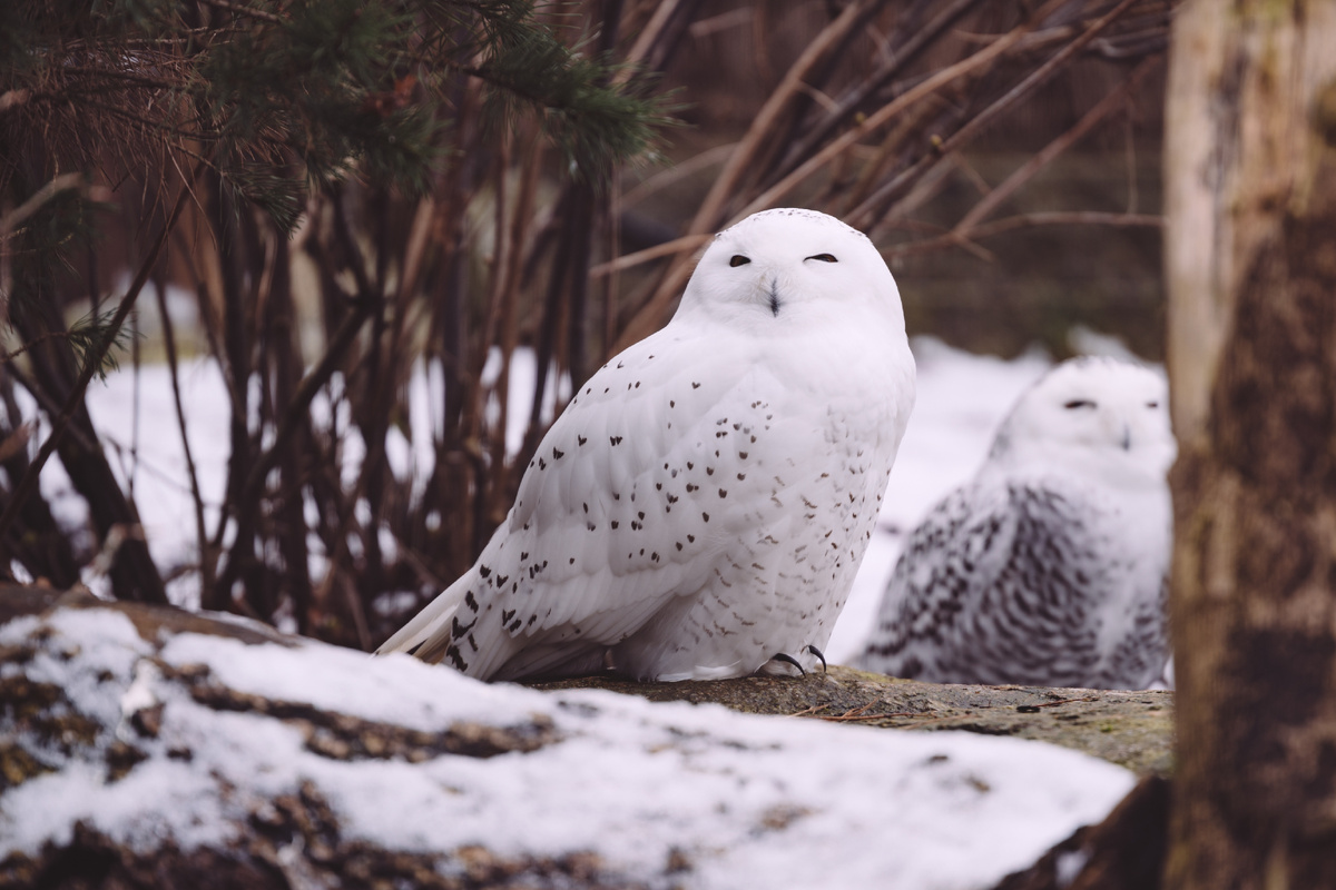 <a href="https://ru.freepik.com/free-photo/two-snowy-owl-sitting-winter-forest_10119828.htm">Изображение от wirestock на Freepik</a>