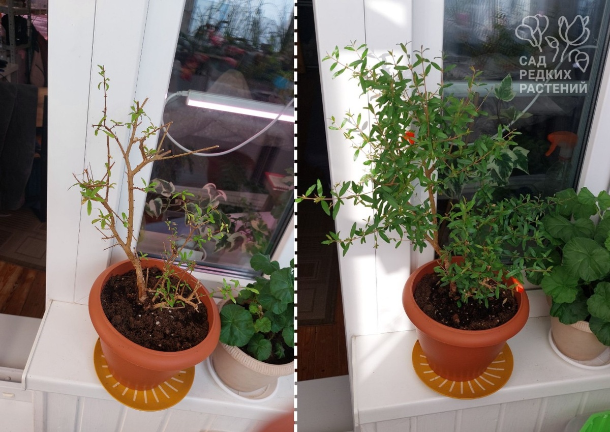 Карликовый гранатик сорта "Бейби" 