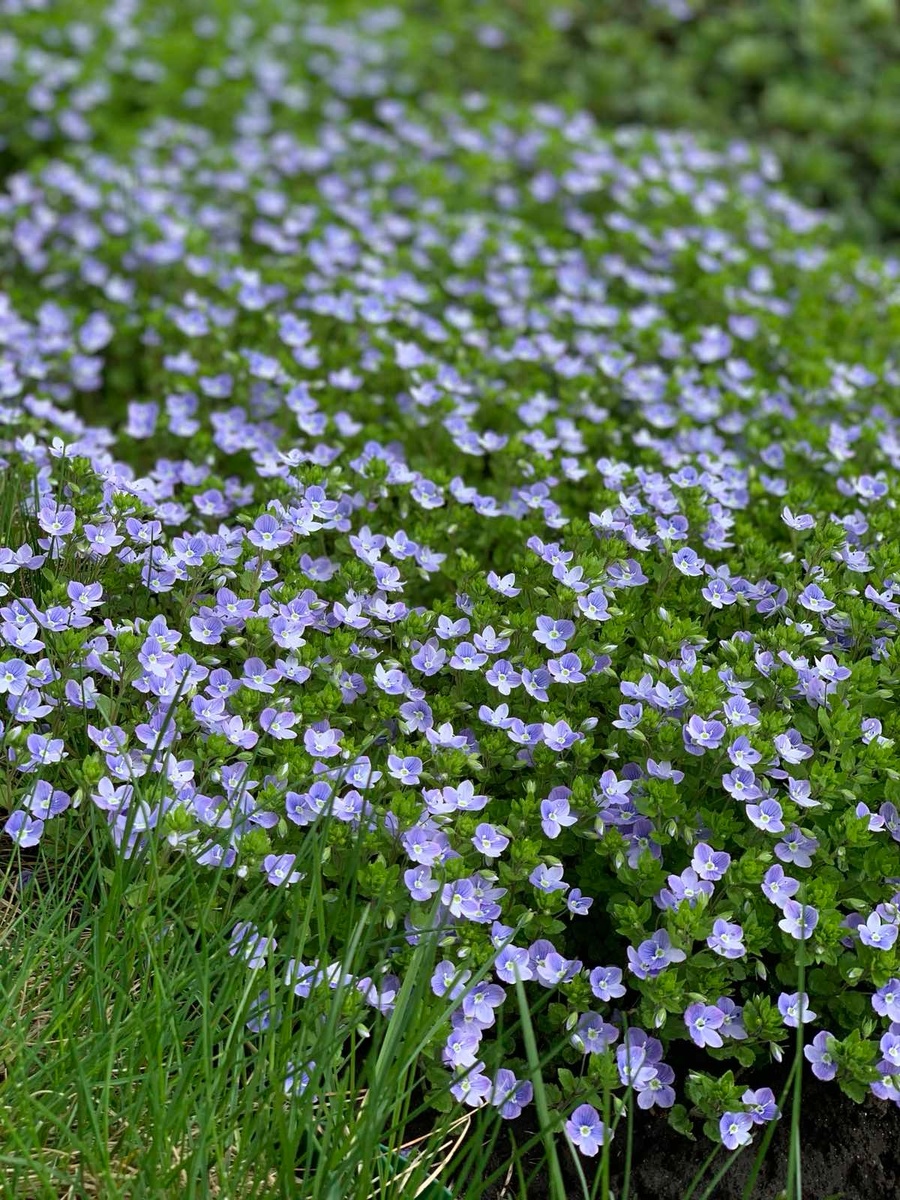 Это моя лужайка весной. Она не представляет из себя идеальный газон. Я допускаю, чтобы на ней росли и такие милые травки. Фото автора.