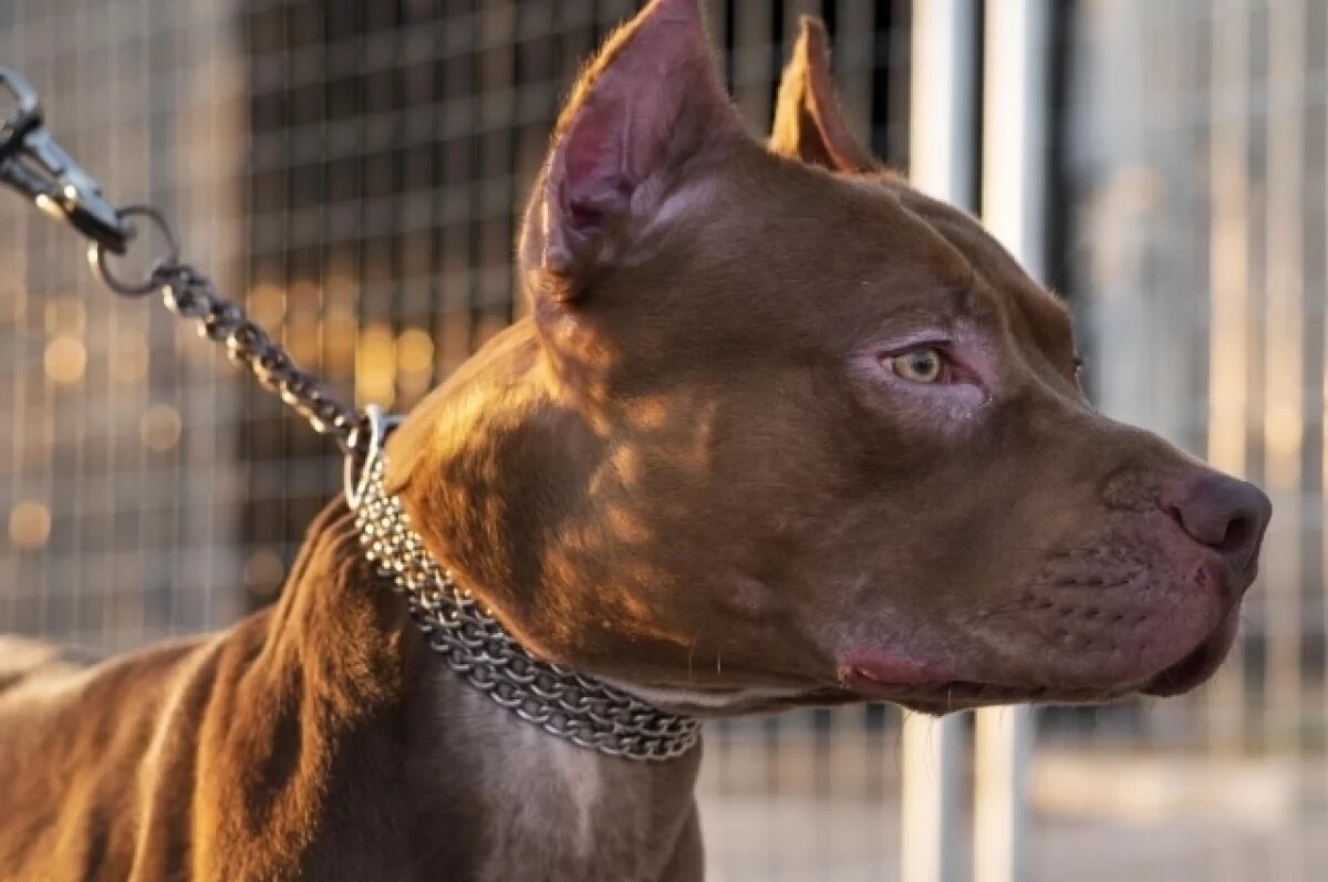    В Прикамье женщина попала в реанимацию после нападения амстаффа