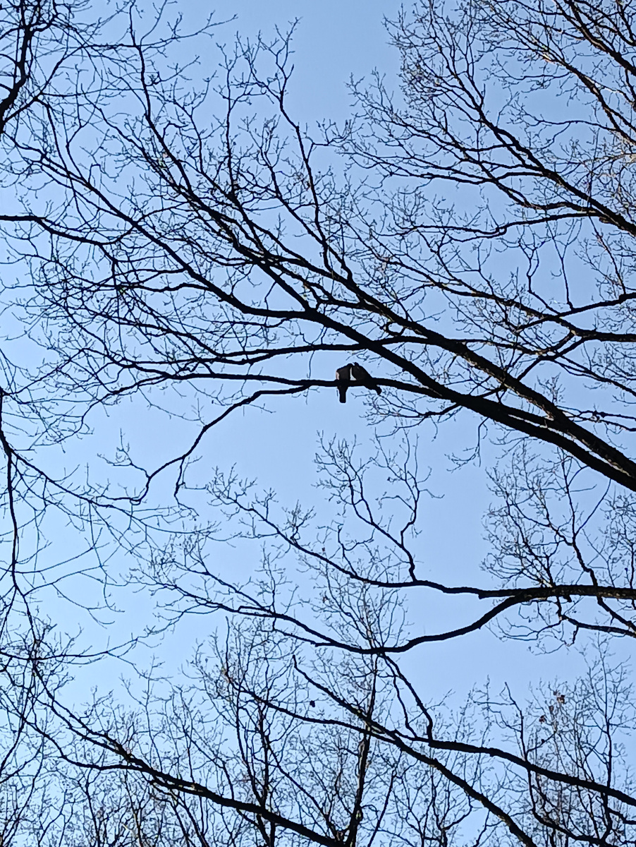 Парочка вяхирей, они же витютени!