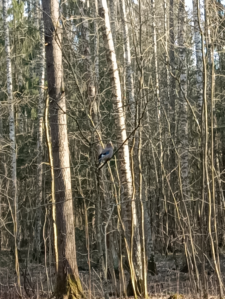 На крыльях белый"шеврон"